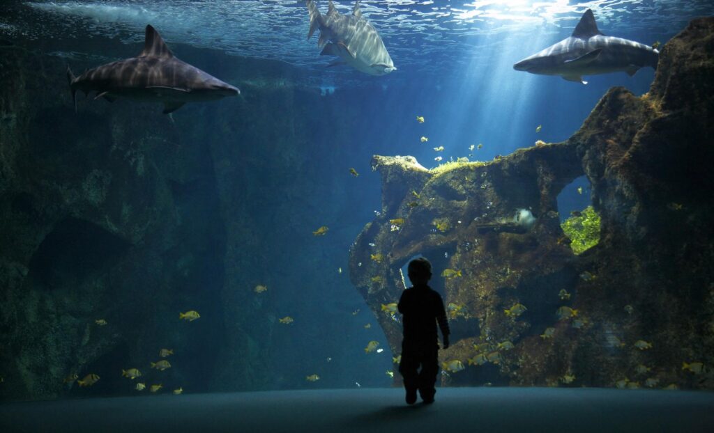 Photographie de l'aquarium de la Rochelle: un enfant captivé par les requins