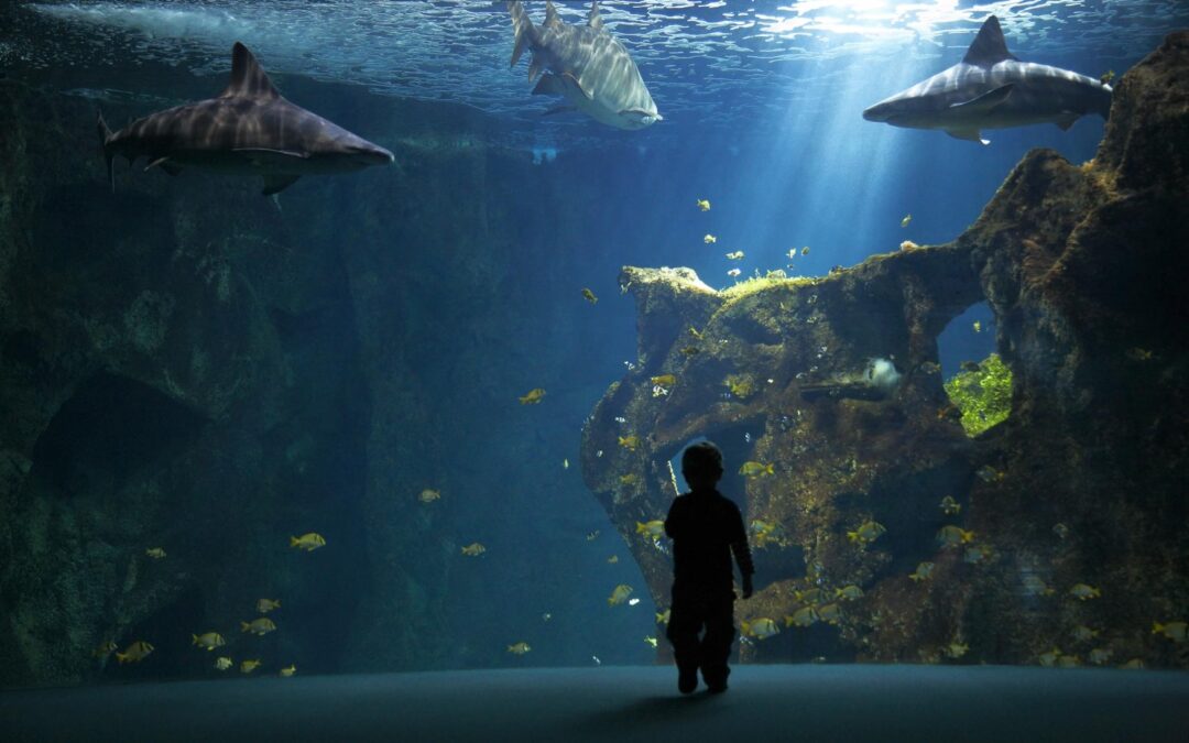Aquarium de La Rochelle